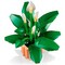 Конструктор LEGO Botanical Peace Lily (11504) - фото 35582